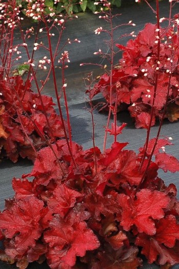 Гейхера гибридная Форевер Ред | Гейхера гібридна Форевер Ред | Heuchera hybrida Forever Red